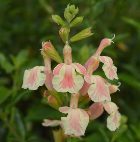 Salvia belle loire - salvia, de