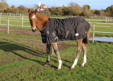 Rhinegold Konig 200g 600D Pony / Foal Outdoor Turnout Rug in Black or Red