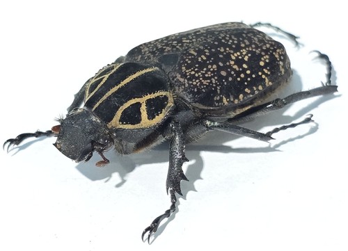 1430 scarabaidae - ts-,