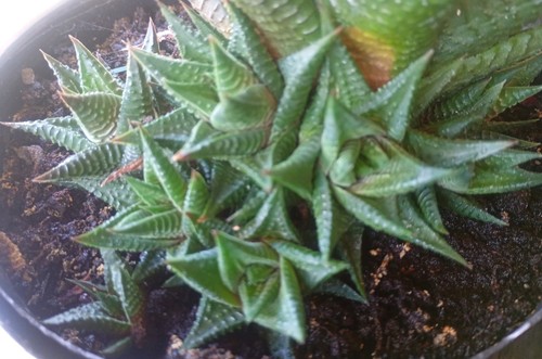 Haworthia limifolia succulent - haworthia,