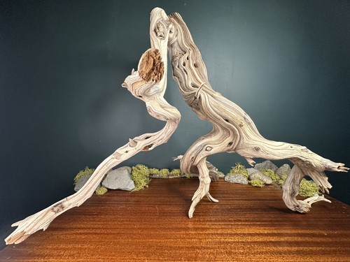 Manzanita driftwood - 27”,