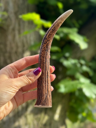 Red deer antler dog - antler, chew