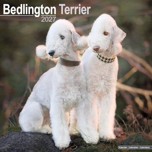Bedlington terrier 2027 - bedlington,