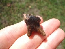 INFANT BABY MEGAFAUNA MAMMAL