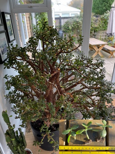 Giant jade plant - jade, plant)