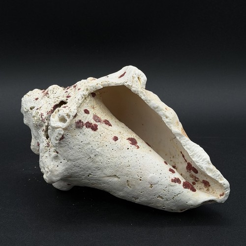Beautiful conch seashell - beautiful, 6