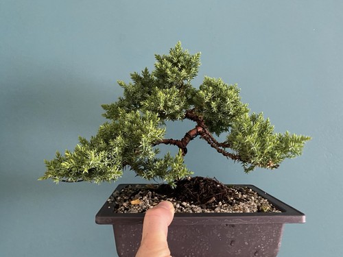 Juniper bonsai starter tree - juniper,