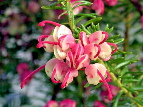 Grevillea mount tamboritha - grevillea,