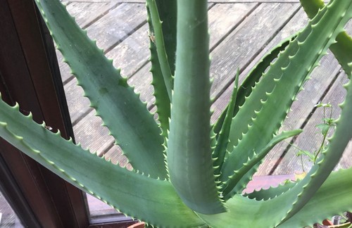 Aloe vera leaf freshly - leaf,