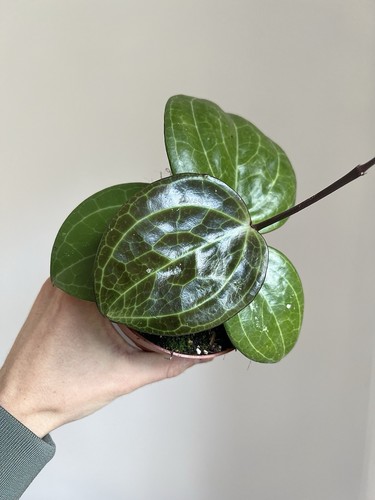 Hoya sarawak cream - sarawak, houseplant
