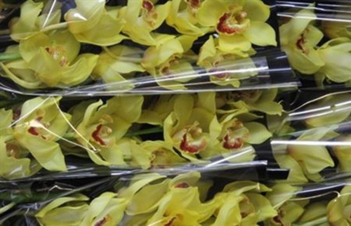 Farm fresh orchids cymbidium - farm,