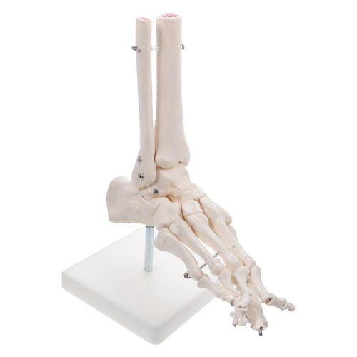 Foot joint model human - foot,