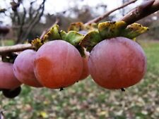 2x Date Plum Tree, DIOSPYROS LOTUS, hardy plant, sweet, EDIBLE FRUIT, 15+cm tall