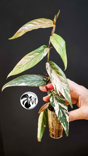 Ficus sagittata variegated - ficus,