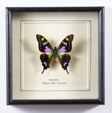 Real Weiskei Butterfly Hand Set and Framed in UK Beautiful Gift