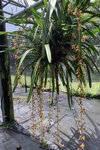 Cymbidium finlaysonianum - ,