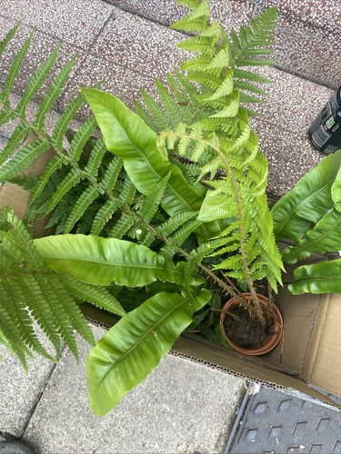 Fern plant mix 9cm pots - 4,