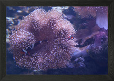 Clownfish Clowning Around