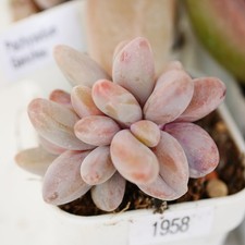Pachysedum Ganzhou 5cm Rooted