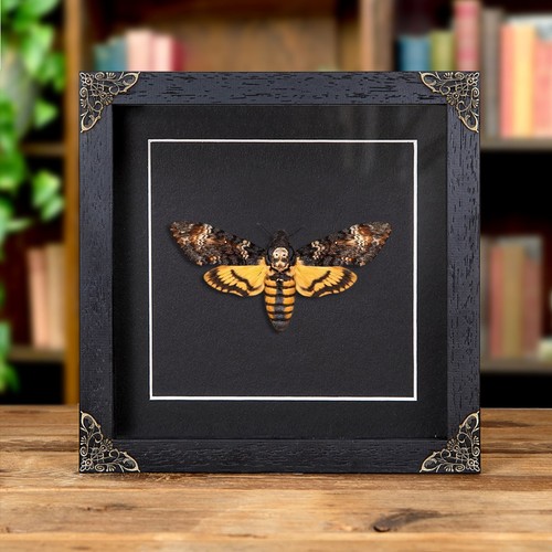 Death head hawk - death's, moth