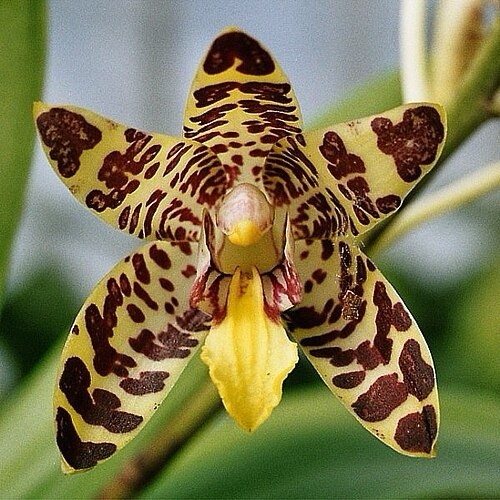 Orchid plant anasellia - orchid,