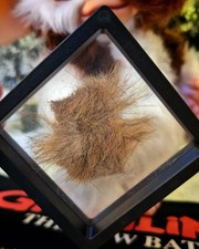 Movie Prop Display Gremlins 2