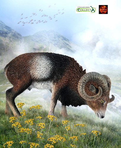 European mouflon mountain - mouflon,