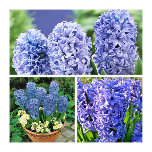 Delft blue hyacinth - delft, flower