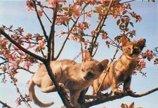 Picture Postcard> Cats To Collect, Alphito Burmese Kittens, Brenda Goodwin