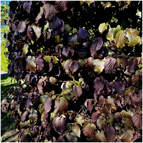 Hazel red zellernut tree - 'red, zellernut'