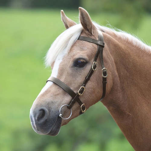 Shires velociti gara plain - velociti,