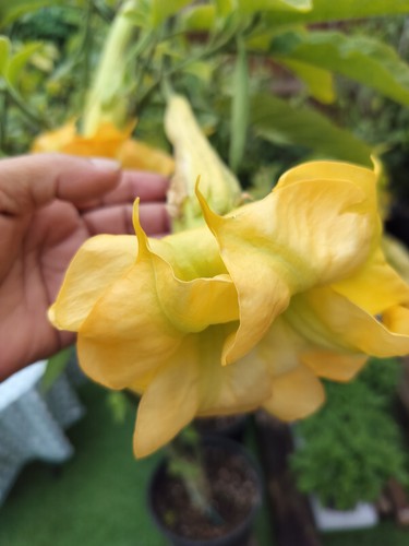 Brugmansia fleur soufre - sb,