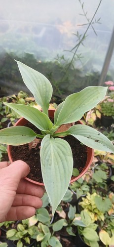 Hosta plants in - (halcyon),