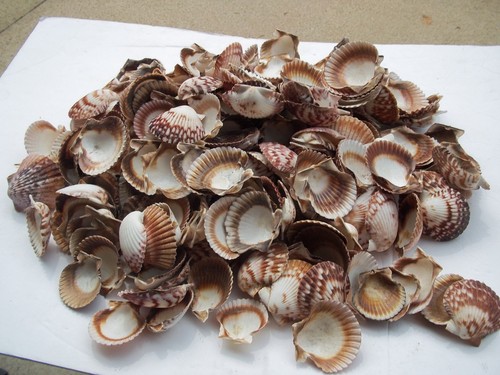 Large lot sea shells - sea, shells---all