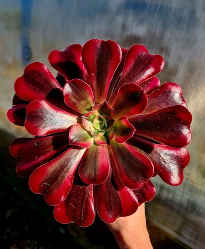 Aeonium medusa variegated - aeonium,