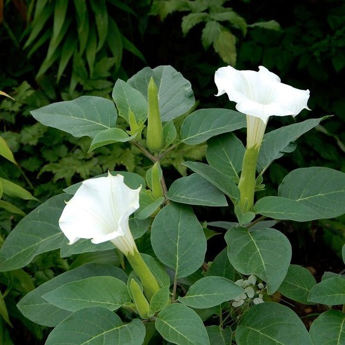 Datura meteloides evening - meteloides, 'evening