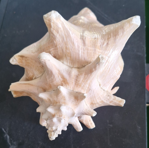 Large natural unpolished conch - natural,