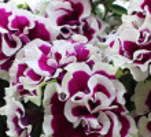 Double flowered bella - ,