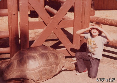 1978 giant aldabra tortoise - 1978,