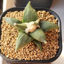 4CM Succulent Cactus Plant