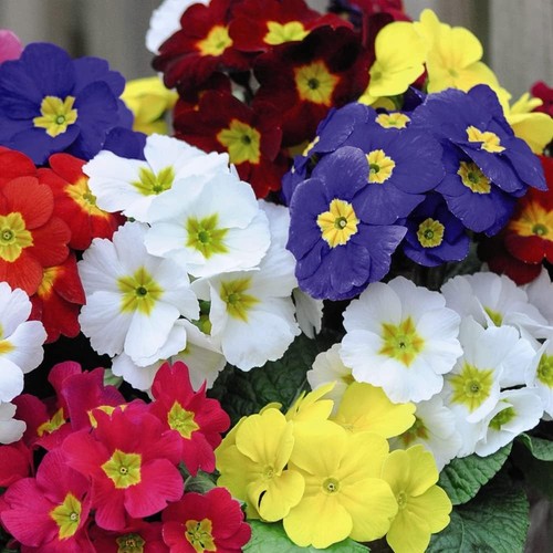 Polyanthus most scented - polyanthus,