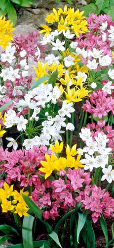 Allium small flowering - 10,