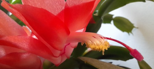 Schlumbergera red salmon - schlumbergera,