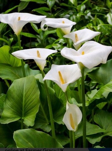 Calla lili zantedeschia - calla,