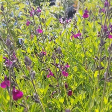 Salvia Amethyst Lips Prominent Unique Purple White Flower Plant | 9cm Pot