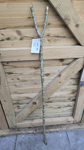 Twisted twisty wood hazel - twisty,