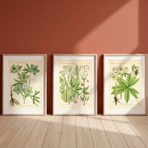 Set vintage botanical - set,