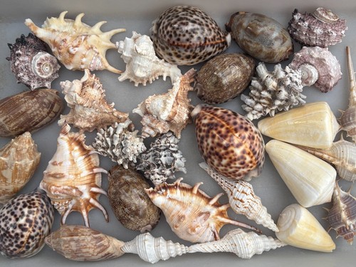 Large seashells assortment - large, 10