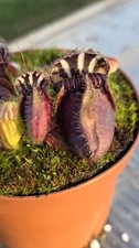 2020 Cephalotus Folliculari Seedling - UNIQUE SPECIMEN - GIANT FORM #2
