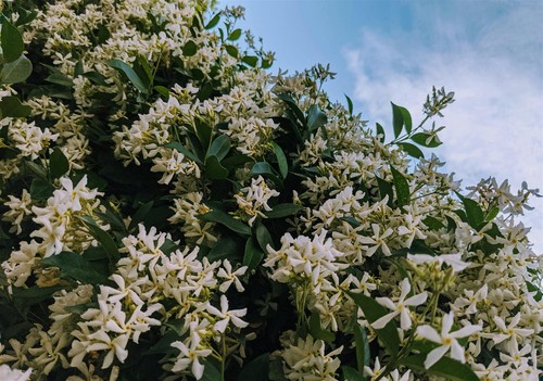 Mixed jasmine climbing - 6x,